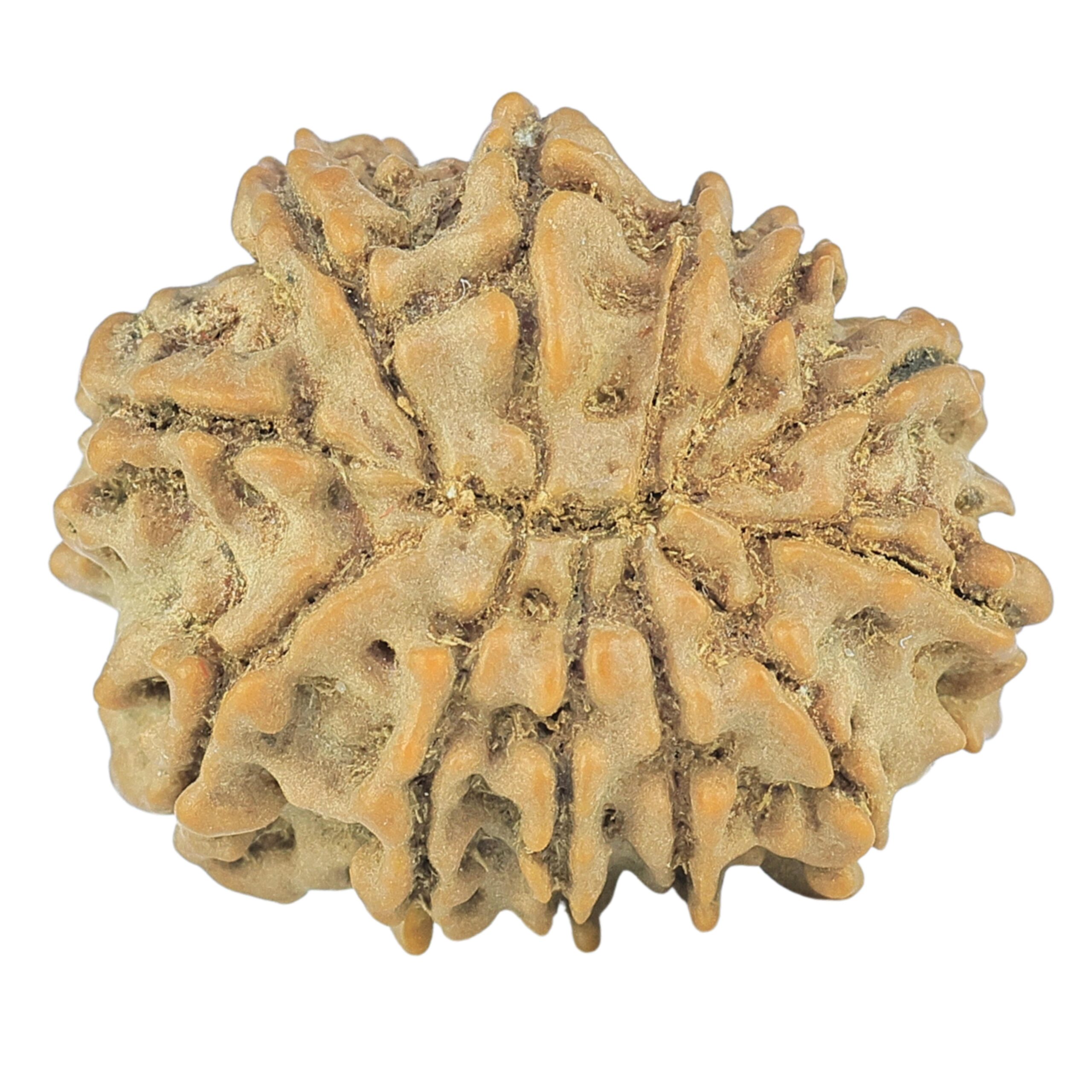 12 Mukhi Rudraksha 22.6mm 2.7gm - Rudraksha back