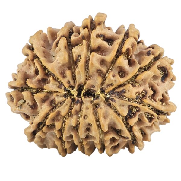 12 Mukhi Rudraksha 25.1mm 3.67gm - Rudraksha back