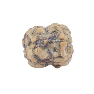 2 Mukhi Rudraksha 22.9mm 1.81gm - Rudraksha back