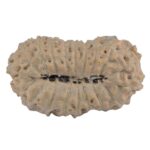 19 Mukhi Rudraksha 22.1mm 1.7gm - Rudraksha back