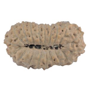 19 Mukhi Rudraksha 22.1mm 1.7gm - Rudraksha back