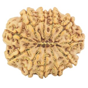 11 Mukhi Rudraksha 30.6mm 7.39gm - Rudraksha back