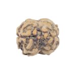 2 Mukhi Rudraksha 22mm 1.93gm - Rudraksha back