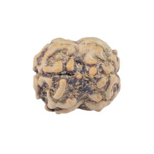 2 Mukhi Rudraksha 22mm 1.93gm - Rudraksha back
