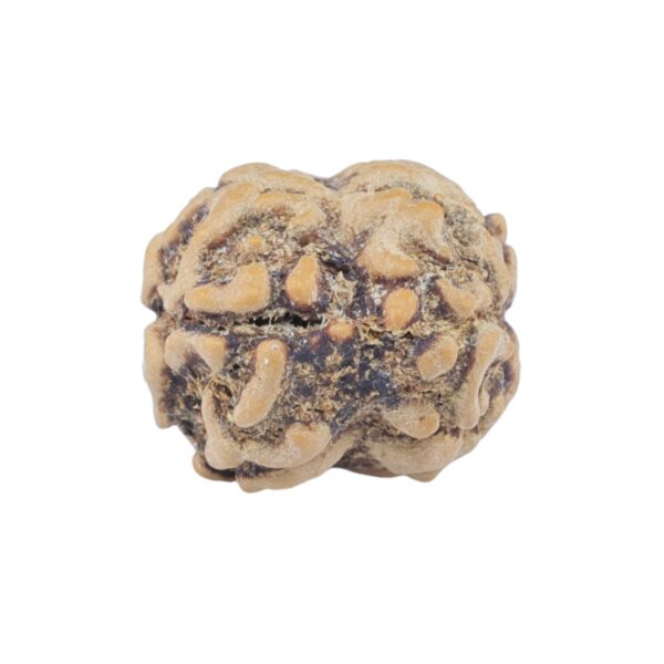 2 Mukhi Rudraksha 22mm 1.93gm - Rudraksha back
