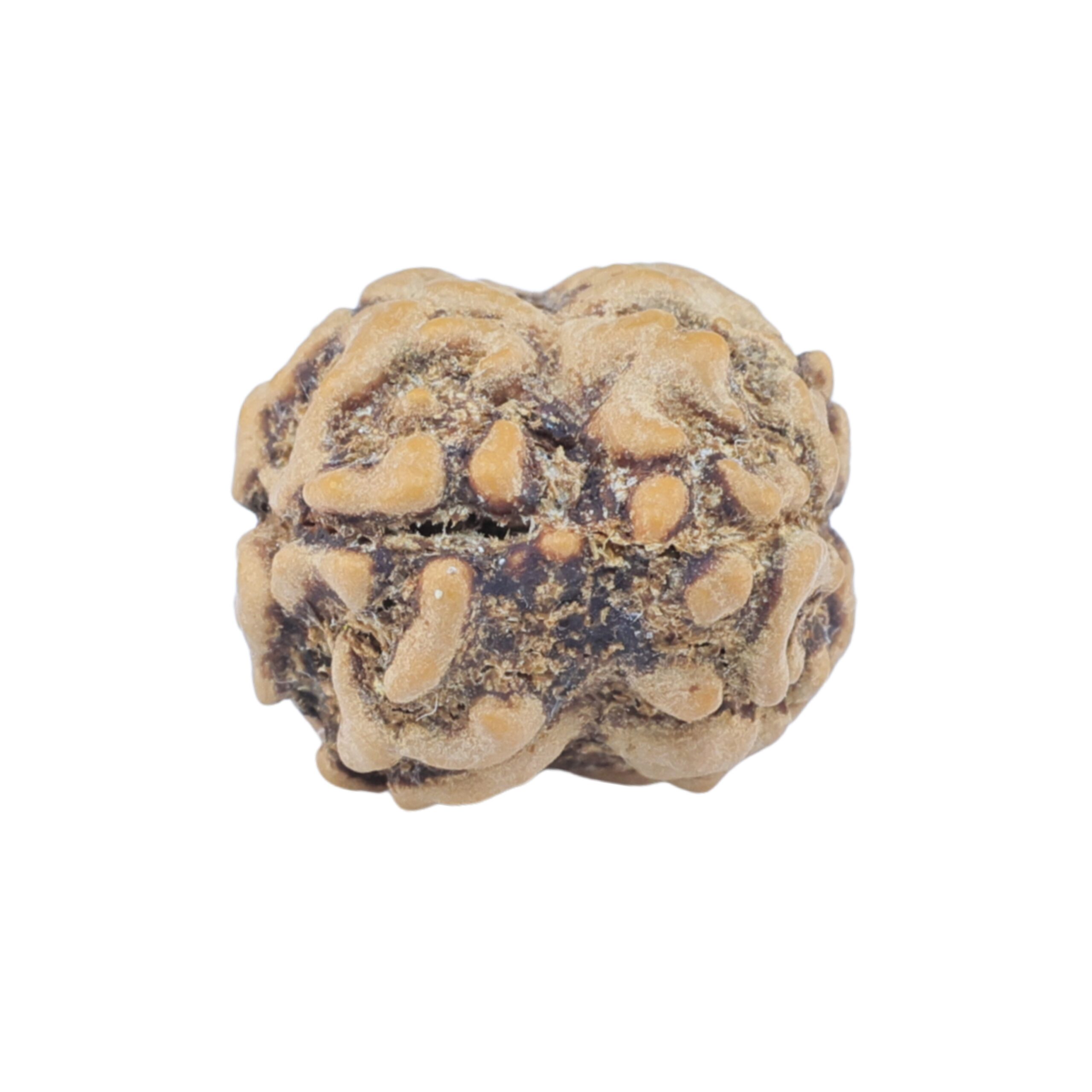 2 Mukhi Rudraksha 22mm 1.93gm - Rudraksha back