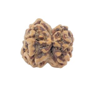 2 Mukhi Rudraksha 22.2mm 1.54gm - Rudraksha back