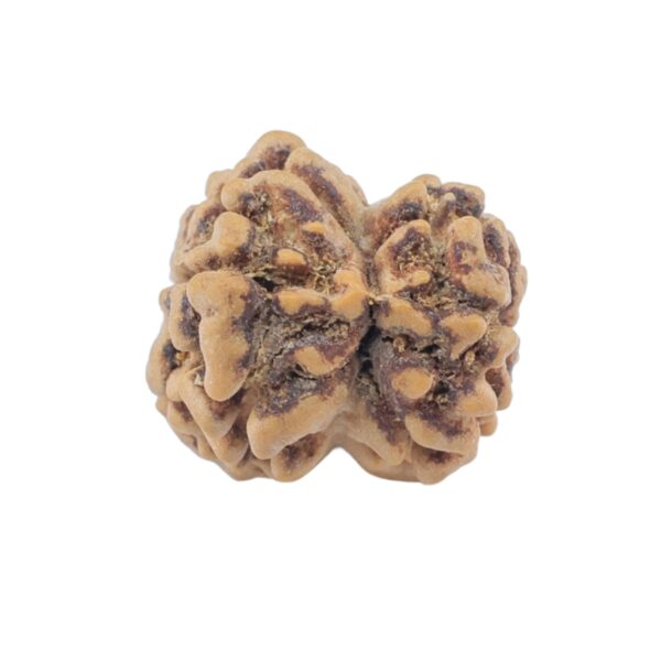 2 Mukhi Rudraksha 22.2mm 1.54gm - Rudraksha back