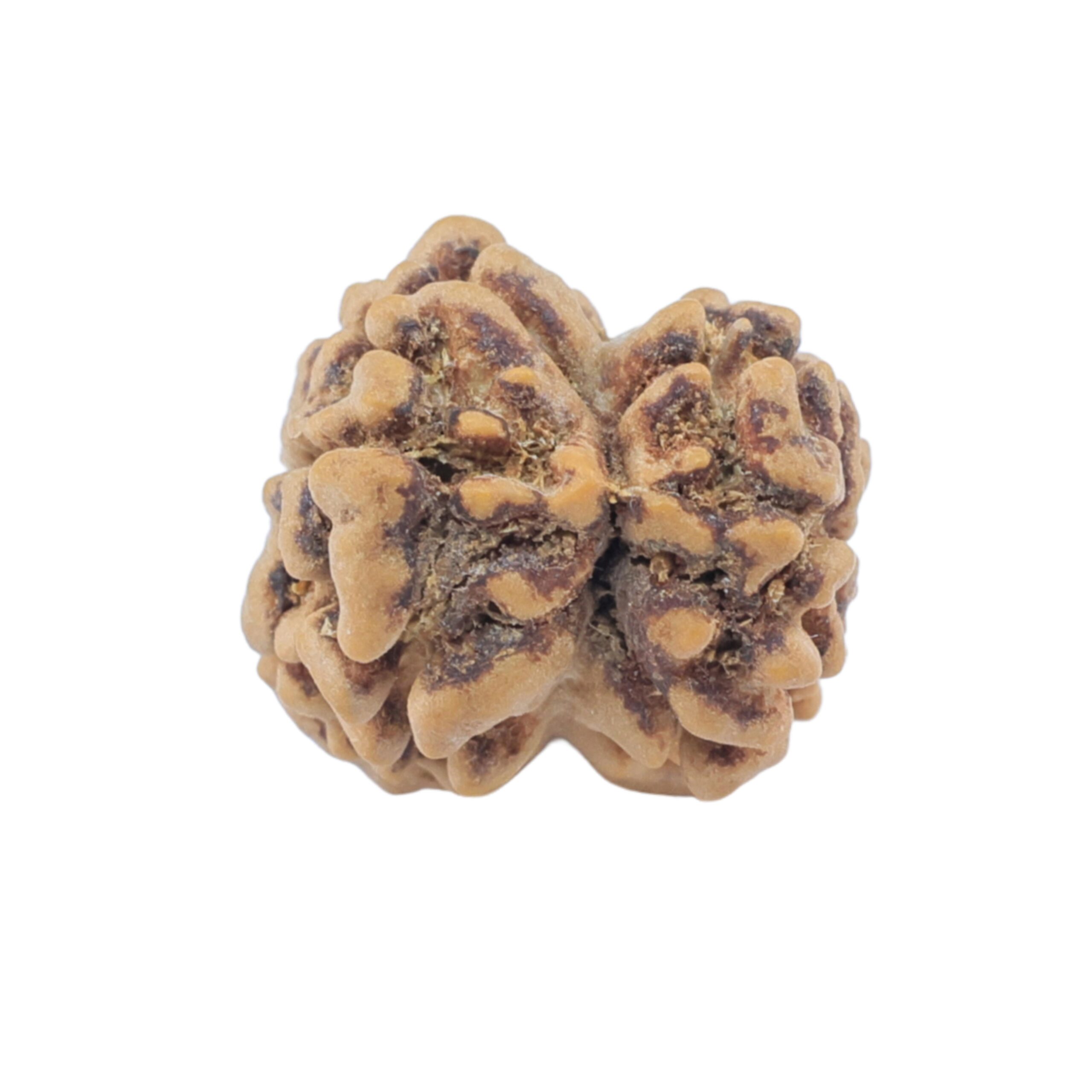 2 Mukhi Rudraksha 22.2mm 1.54gm - Rudraksha back