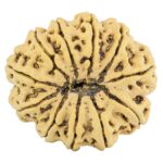 11 Mukhi Rudraksha 33.3mm 8.34gm - Rudraksha back