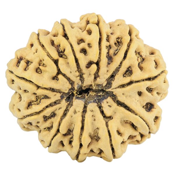 11 Mukhi Rudraksha 33.3mm 8.34gm - Rudraksha back