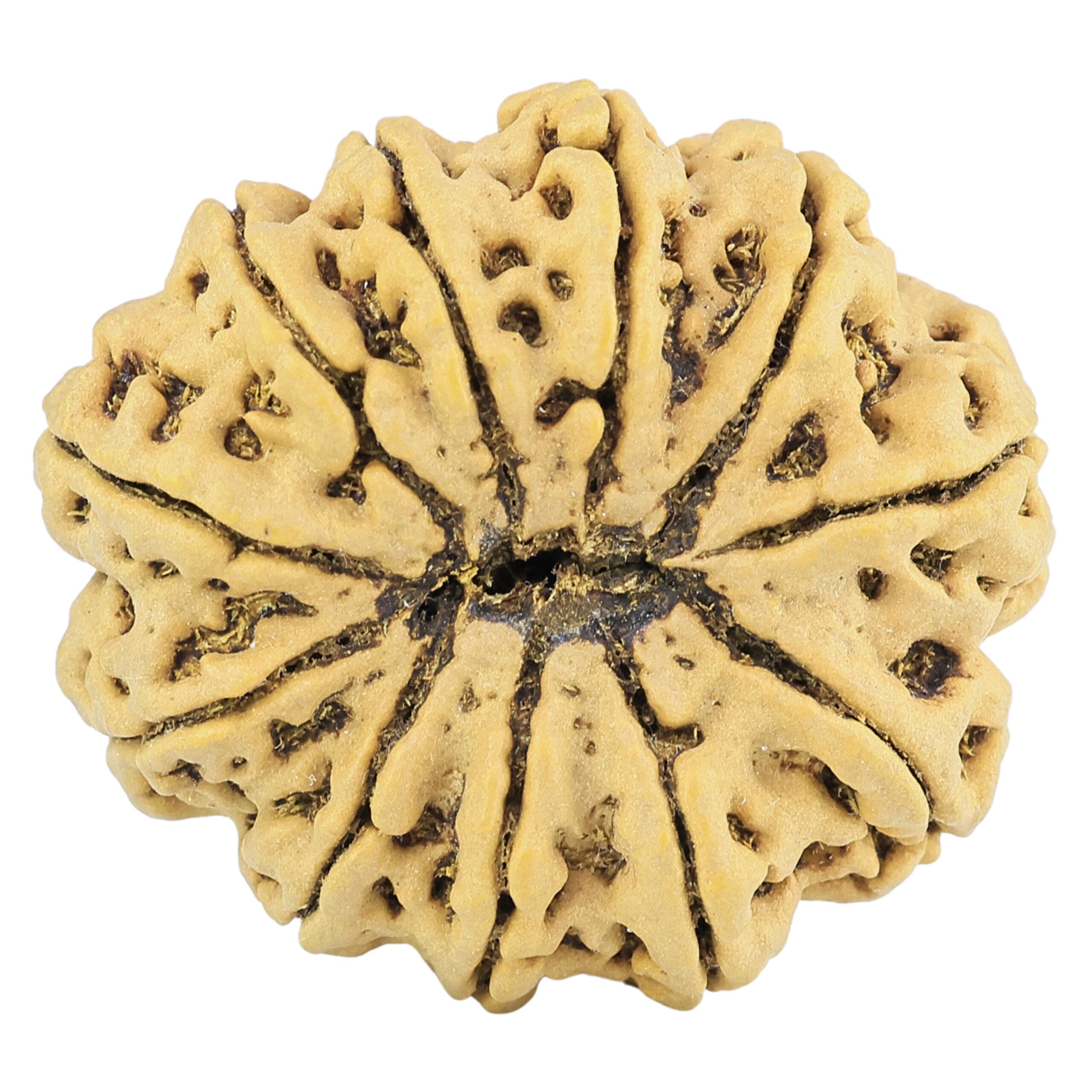 11 Mukhi Rudraksha 33.3mm 8.34gm - Rudraksha back