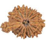 Sawar/Ganesh (14+1) 23.6mm 2.28gm - Rudraksha back