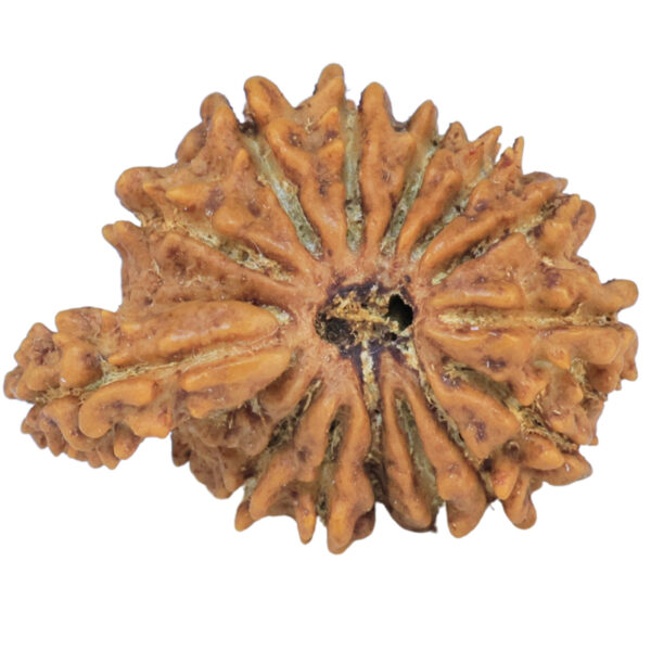 Sawar/Ganesh (14+1) 23.6mm 2.28gm - Rudraksha back