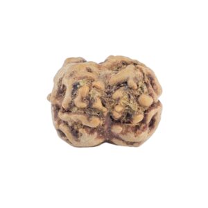 2 Mukhi Rudraksha 20.2mm 1.62gm - Rudraksha back