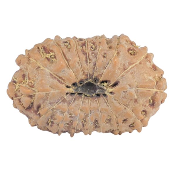 16 Mukhi Rudraksha 22.4mm 2.07gm - Rudraksha back