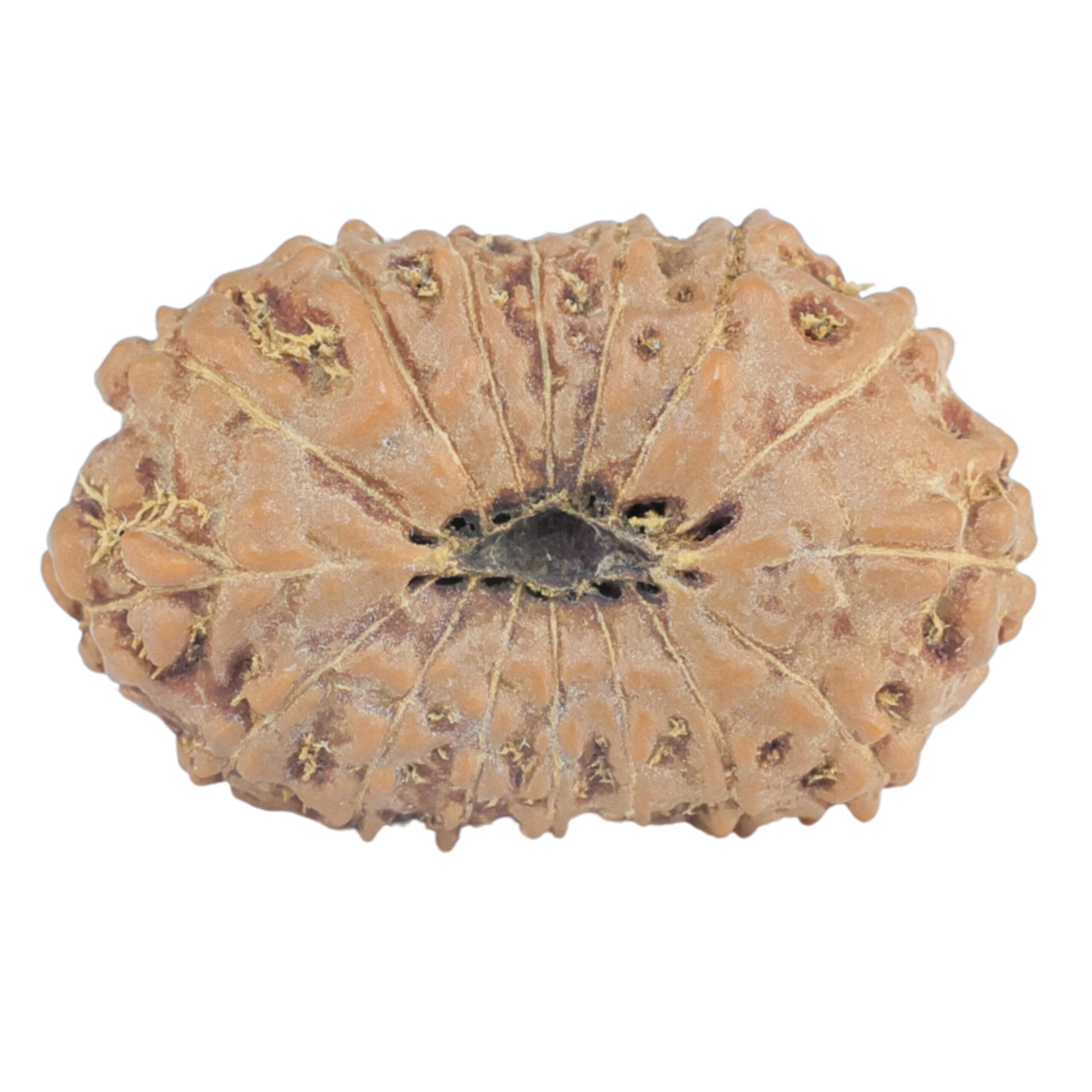 16 Mukhi Rudraksha 22.4mm 2.07gm - Rudraksha back