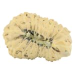 22 Mukhi Rudraksha 23.8mm 2.07gm - Rudraksha back