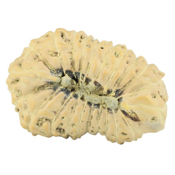 22 Mukhi Rudraksha 23.8mm 2.07gm - Rudraksha back