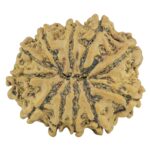 11 Mukhi Rudraksha 23.1mm 2.77gm - Rudraksha back