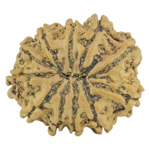 11 Mukhi Rudraksha 23.1mm 2.77gm - Rudraksha back