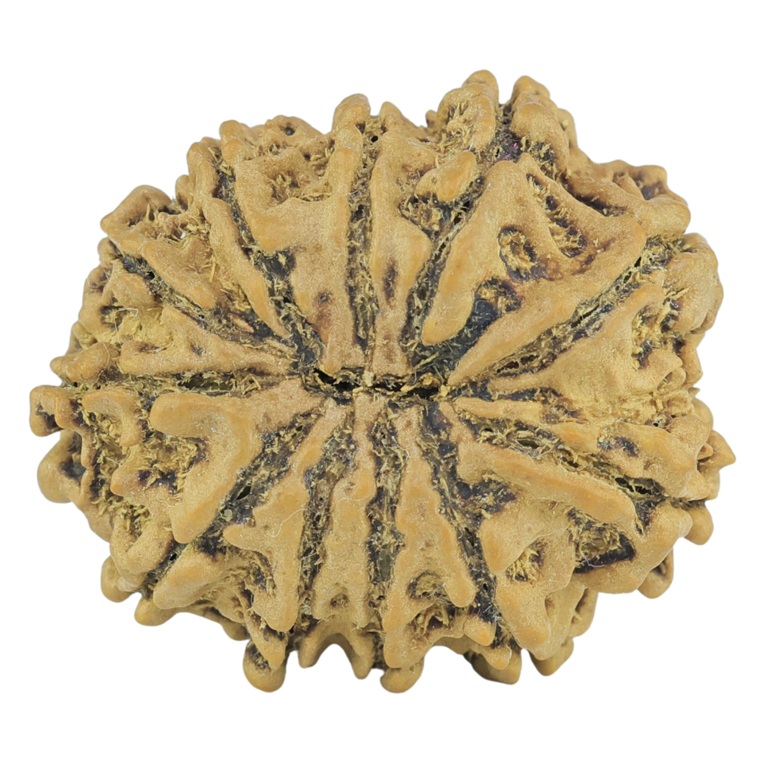 11 Mukhi Rudraksha 23.1mm 2.77gm - Rudraksha back
