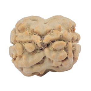 2 Mukhi Rudraksha 18.7mm 1.47gm - Rudraksha back