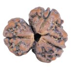 Sawar/Ganesh (2+1) 22.2mm 3gm - Rudraksha back