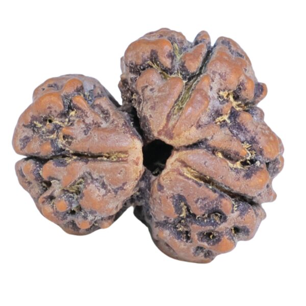 Sawar/Ganesh (2+1) 22.2mm 3gm - Rudraksha back