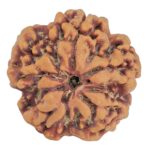 1MK(Underdeveloped) 23mm 4.06gm - Rudraksha back