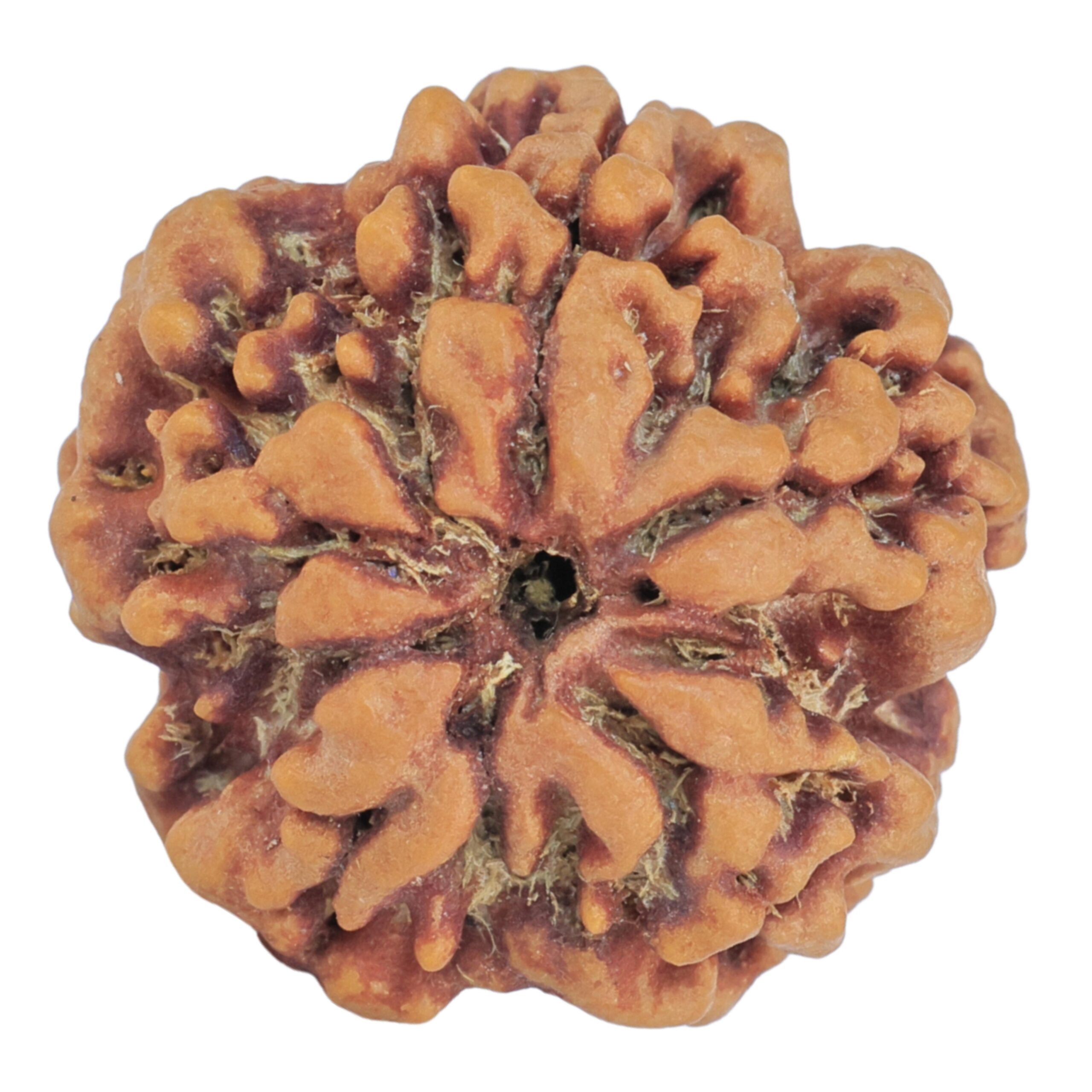 1MK(Underdeveloped) 23mm 4.06gm - Rudraksha back