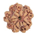 1MK(Underdeveloped) 22.4mm 3.7gm - Rudraksha back