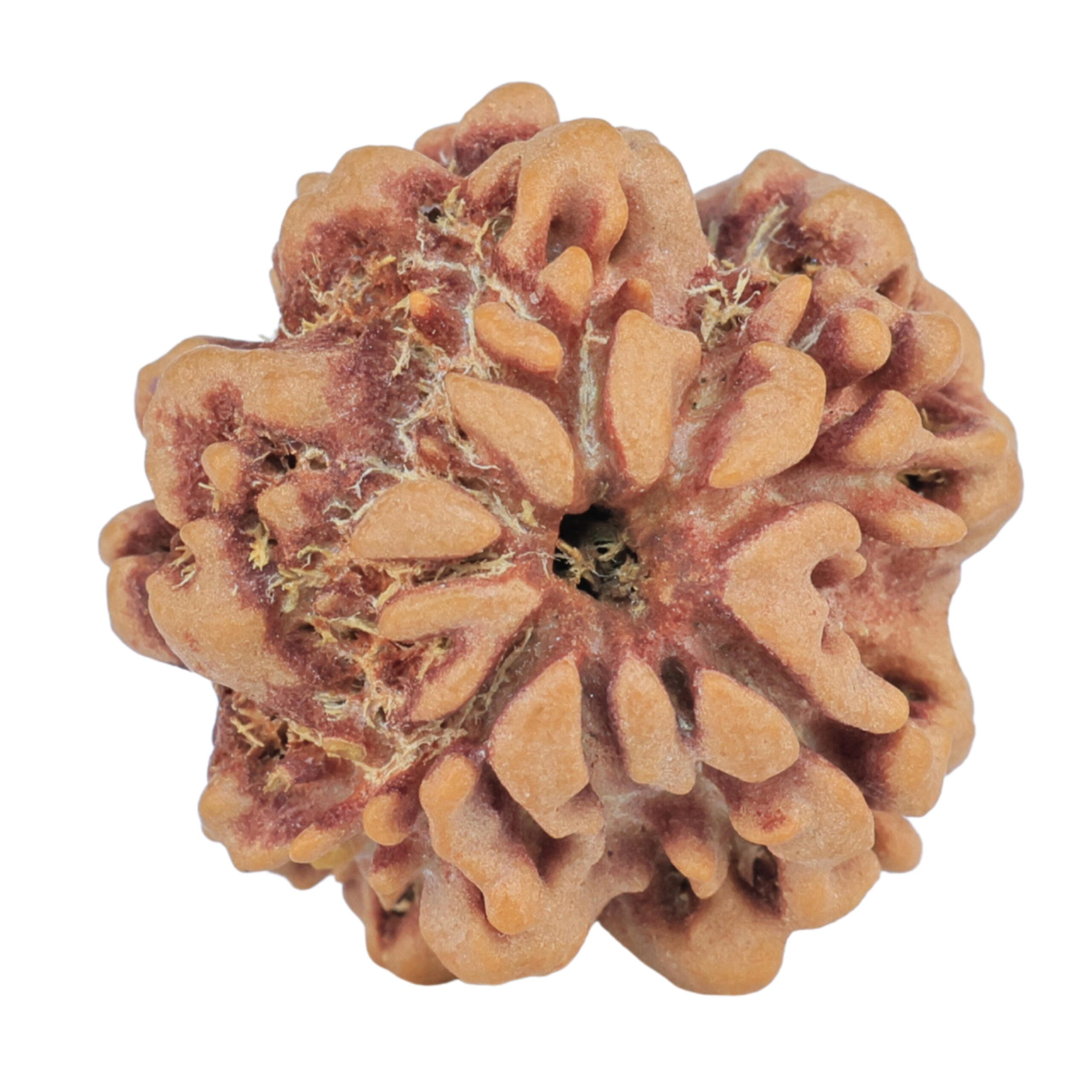 1MK(Underdeveloped) 22.4mm 3.7gm - Rudraksha back