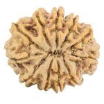 11 Mukhi Rudraksha 31.2mm 7.91gm - Rudraksha back