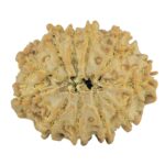 11 Mukhi Rudraksha 23.5mm 2.88gm - Rudraksha back