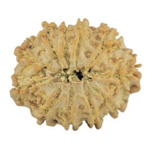 11 Mukhi Rudraksha 23.5mm 2.88gm - Rudraksha back