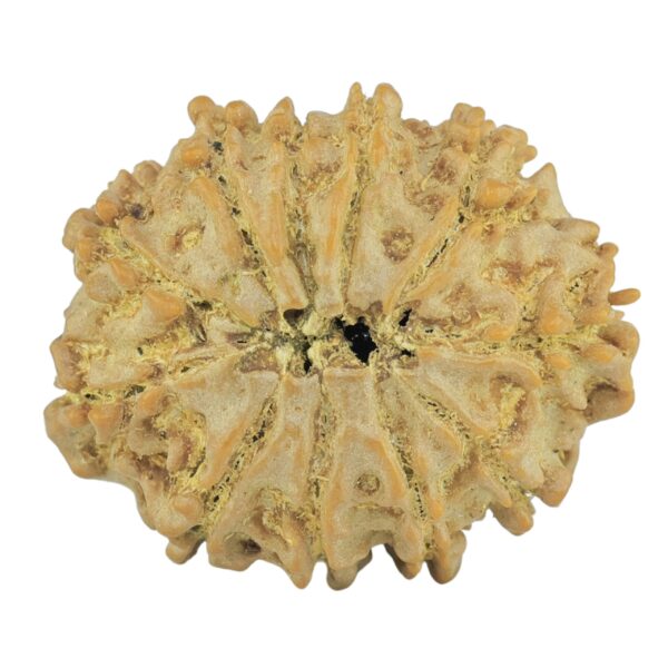 11 Mukhi Rudraksha 23.5mm 2.88gm - Rudraksha back