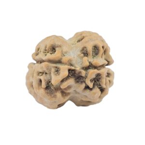 2 Mukhi Rudraksha 20.3mm 1.91gm - Rudraksha back