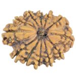 Sawar/Ganesh (11+1) 25.2mm 2.83gm - Rudraksha back