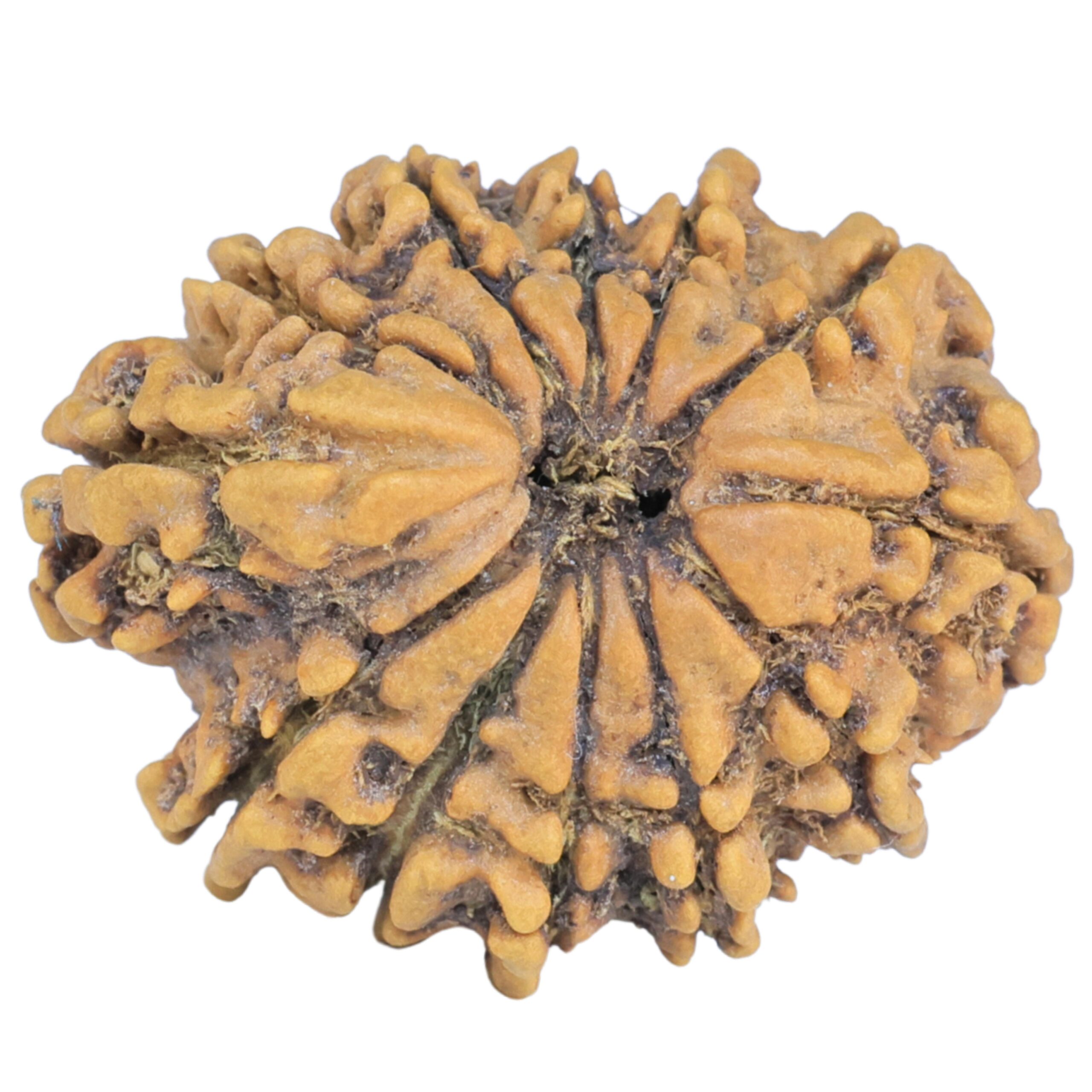 Sawar/Ganesh (11+1) 25.2mm 2.83gm - Rudraksha back