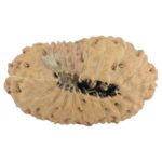 18 Mukhi Rudraksha 23.9mm 1.82gm - Rudraksha back