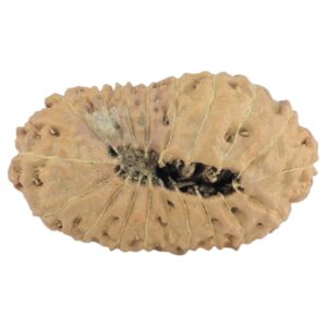 18 Mukhi Rudraksha 23.9mm 1.82gm - Rudraksha back