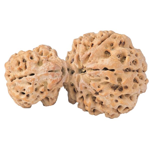 Sawar/Ganesh (5+1) 31.9mm 4gm - Rudraksha back