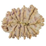 12 Mukhi Rudraksha 23.6mm 2.93gm - Rudraksha back