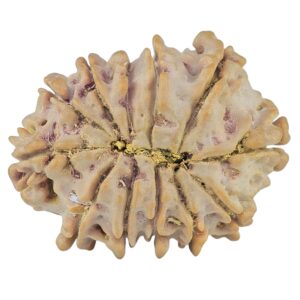 12 Mukhi Rudraksha 23.6mm 2.93gm - Rudraksha back