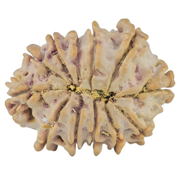 12 Mukhi Rudraksha 23.6mm 2.93gm - Rudraksha back