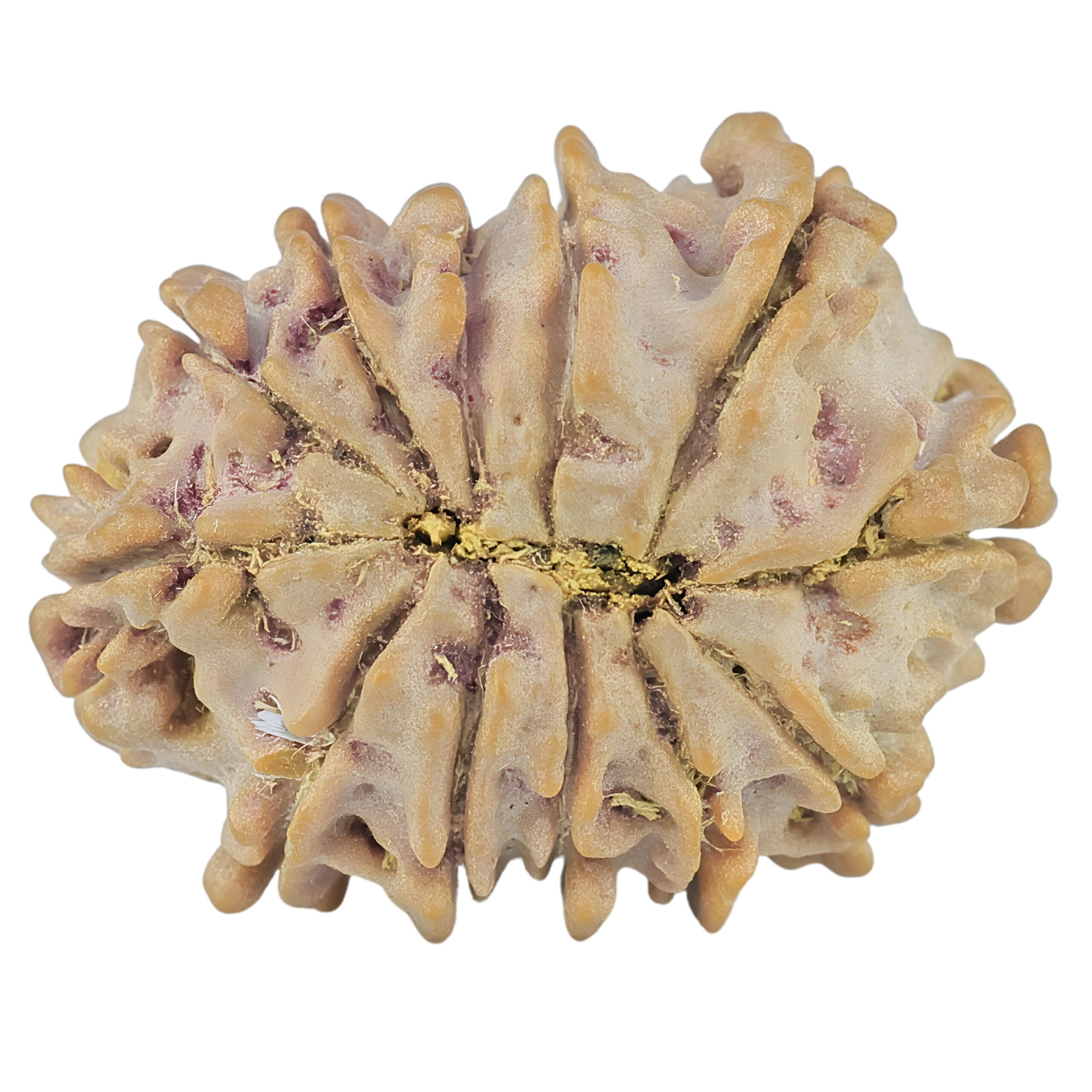 12 Mukhi Rudraksha 23.6mm 2.93gm - Rudraksha back