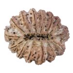14 Mukhi Rudraksha 40.4mm 12gm - Rudraksha back
