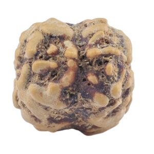 2 Mukhi Rudraksha 21.3mm 1.41gm - Rudraksha back