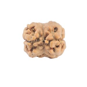 2 Mukhi Rudraksha 19.8mm 1.51gm - Rudraksha back